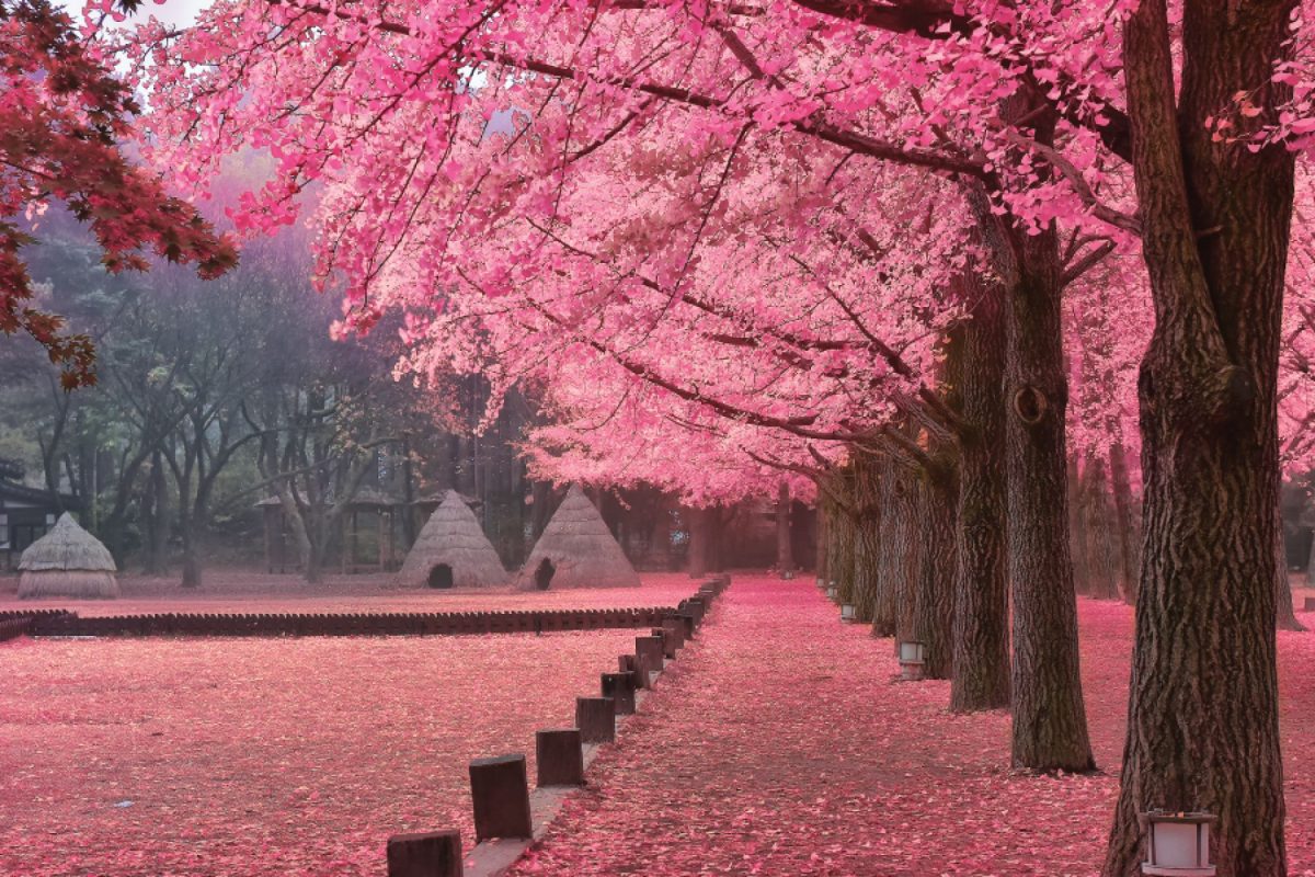 Nami Island Musim Semi Spring