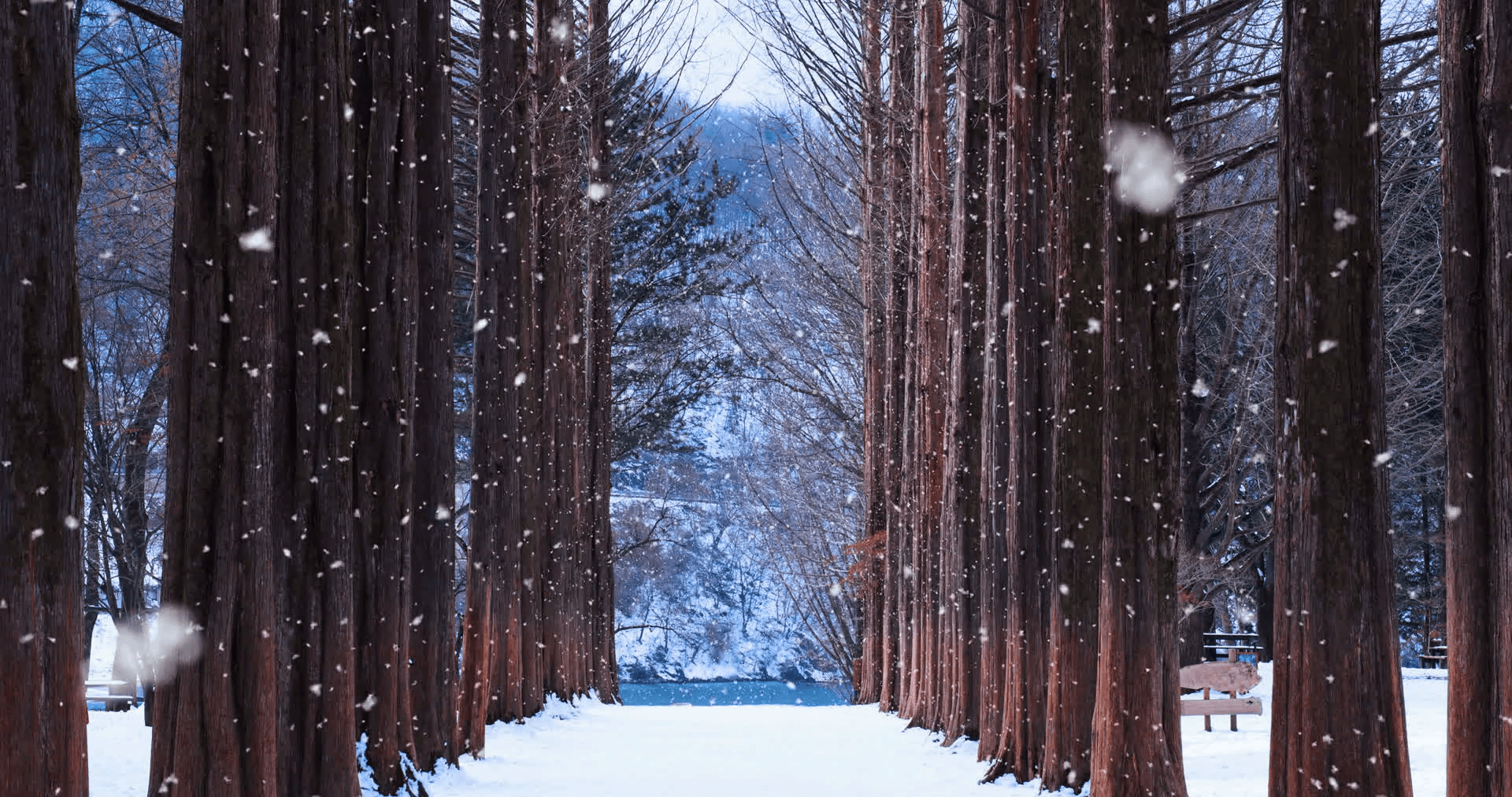 Nami Island di Musim Dingin Winter