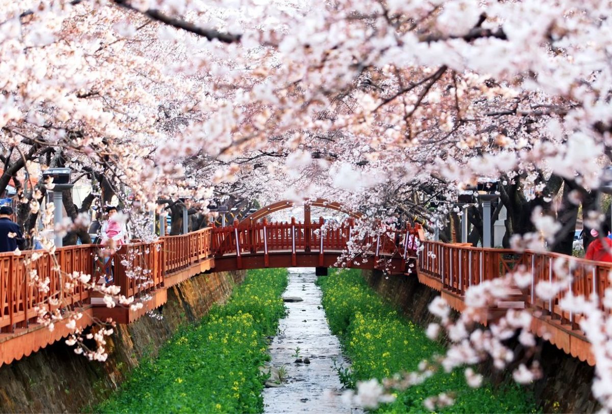 Paket Tour ke Korea Selatan 6 Hari 5 Malam Maret Musim Semi (Spring) 2019