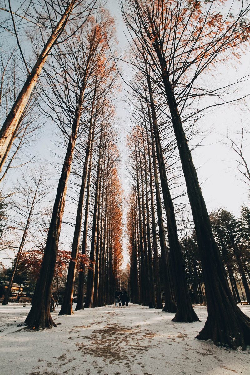 Pepohonan di Nami Island