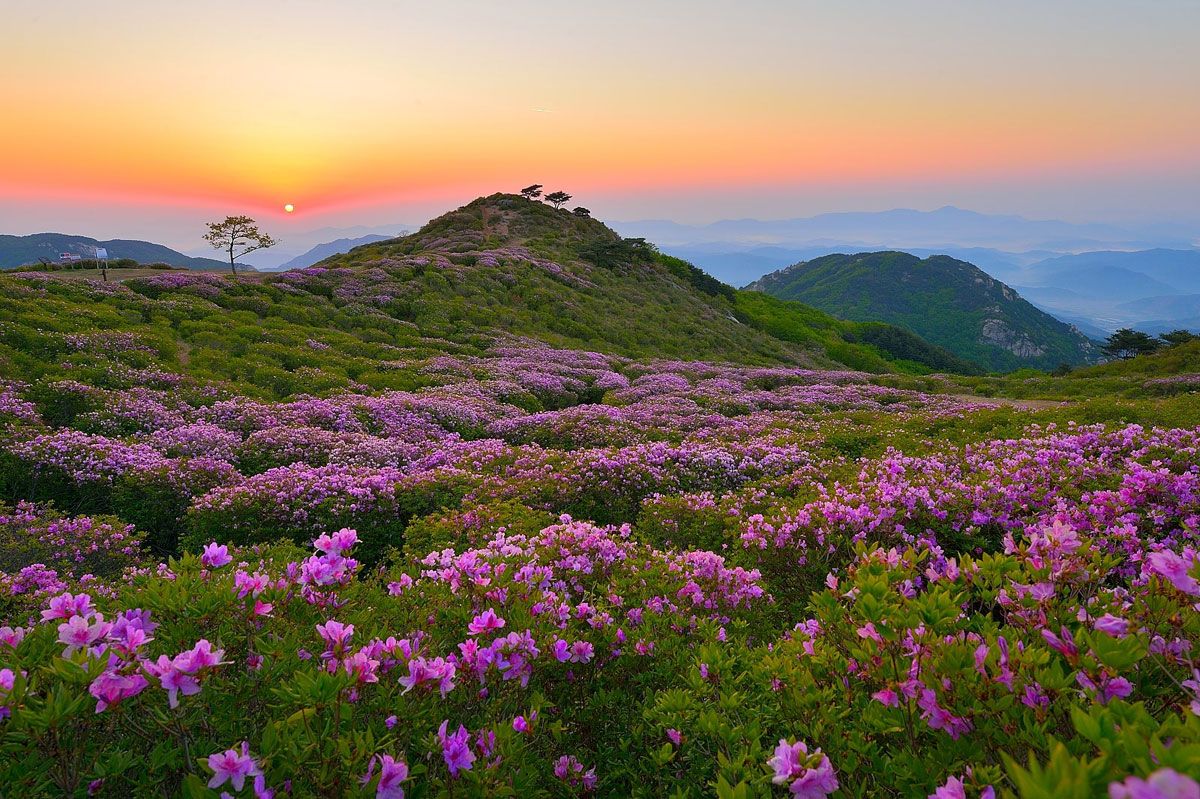 Festival Bunga Royal Azalea Hapcheon Hwangmaesan