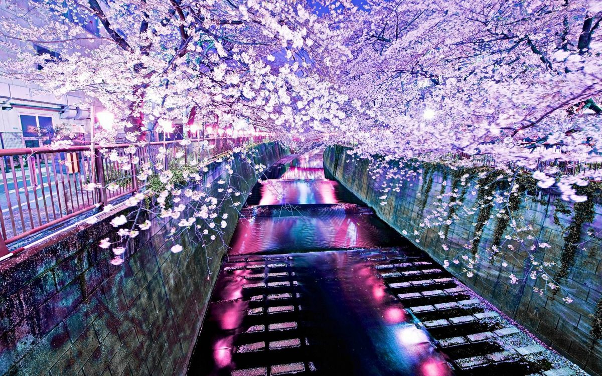 Paket Tour ke Korea Selatan 7 Hari April Musim Semi (Spring)
