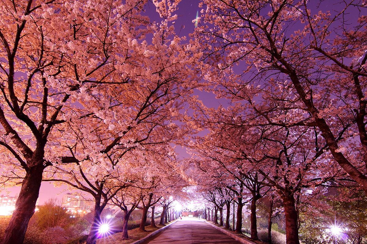 Paket Tour ke Korea Selatan 7 Hari Maret Musim Semi (Spring)