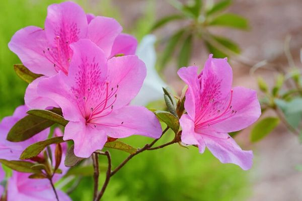 Tentang Bunga Azalea