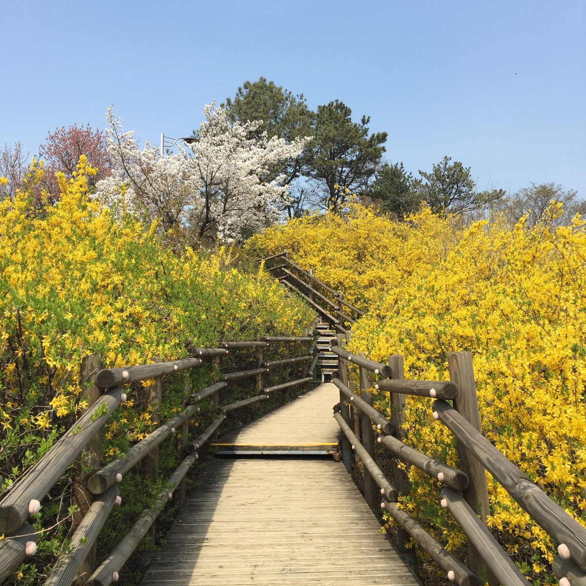 Eungbongsan Mountain Forysthia Festival