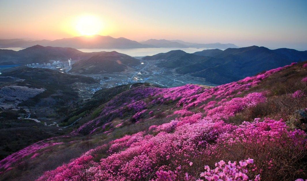 Festival Azalea Yeongchwisan