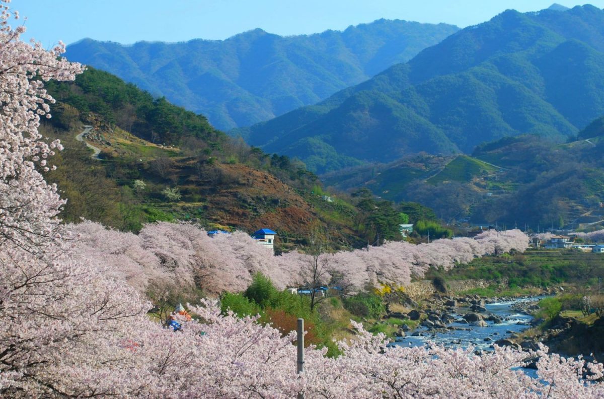 Festival Cherry Blossom di Pasar Hwagae