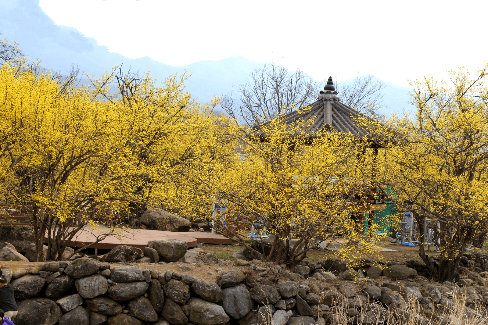 Festival Gurye Sansuyu (Cornelian Cherry)