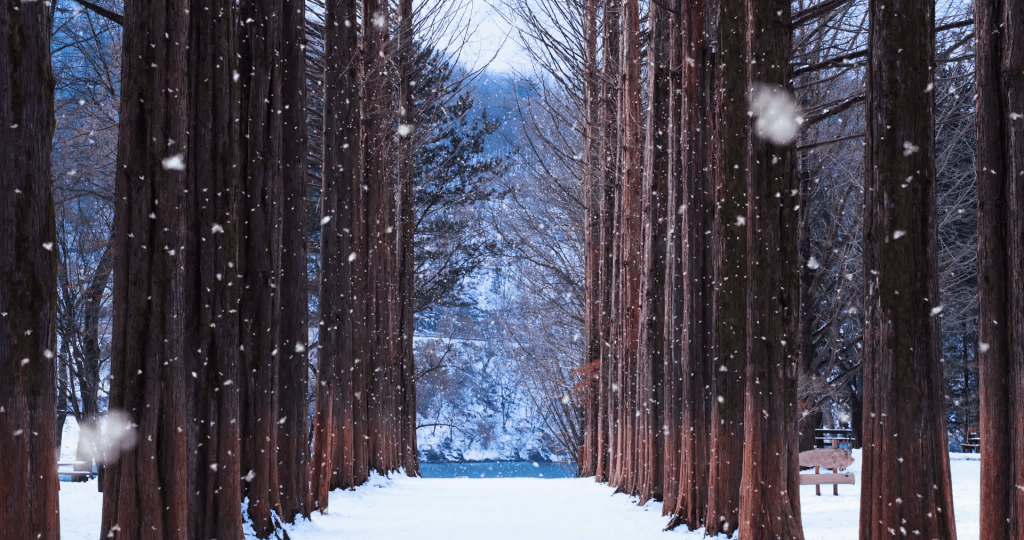 Nami Island di Musim Dingin Winter