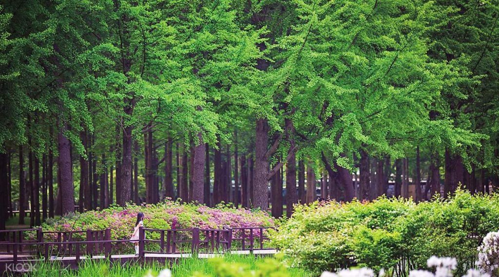 Nami Island di Musim Panas Summer