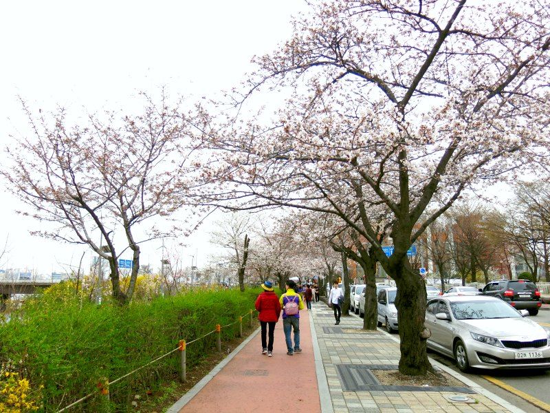 Festival Bunga Musim Semi Yeouido