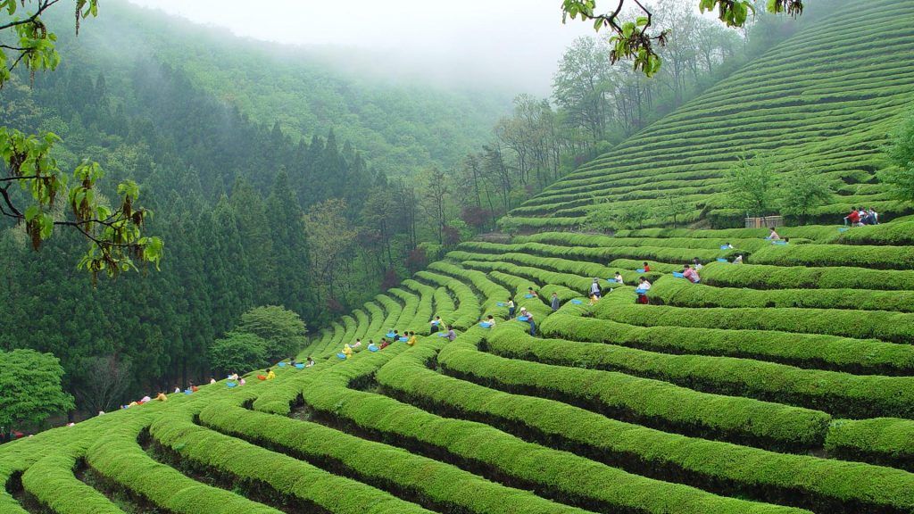 Boseong Green Tea Festival