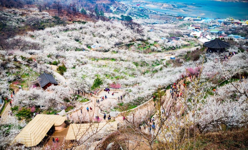 Festival Gwangyang Internasional Maehwa