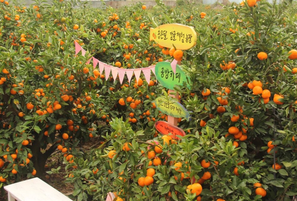 Gobeundal Citrus Experience Farm