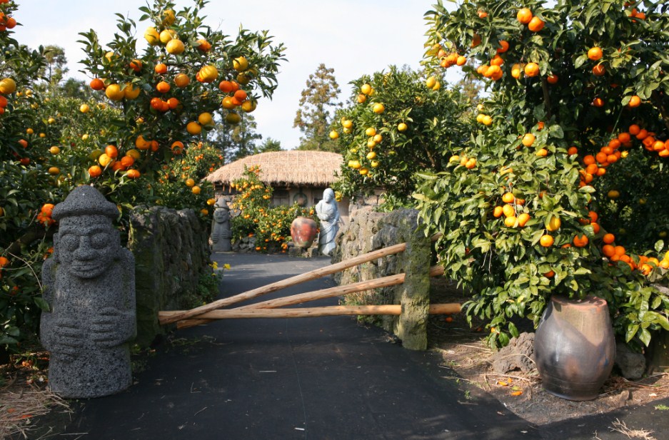 Sejarah Jeruk Mandarin di Jeju