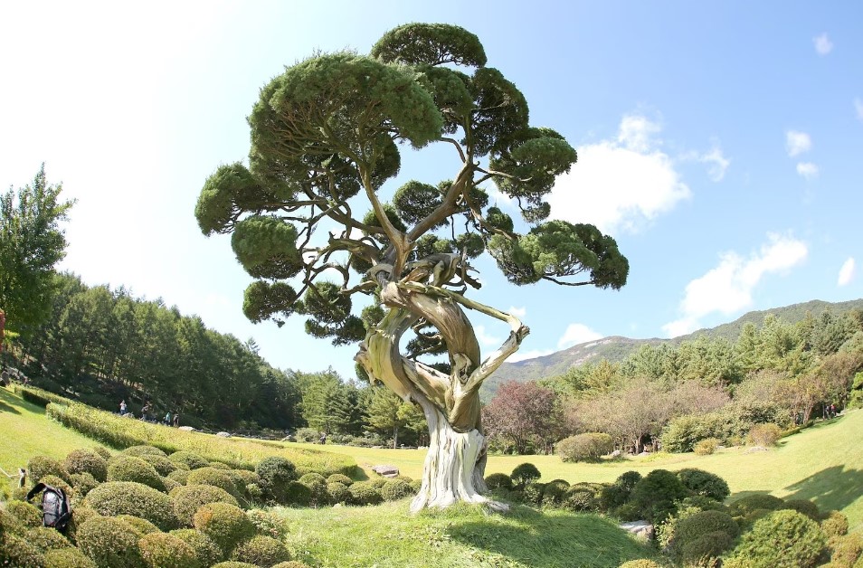 Pureun Arboretum