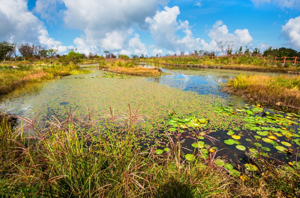 Hutan Ekologi Halla, Foto visitjeju,net