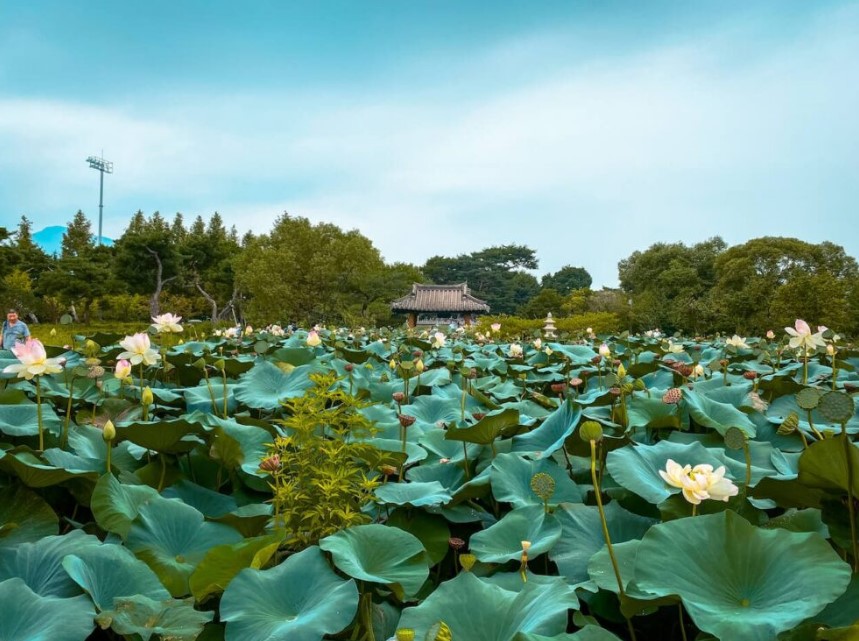 Semiwon Garden Korea Selatan: Pesona Taman Teratai di Jantung Yangpyeong yang Wajib Kamu Kunjungi!